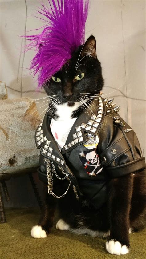 Punk And Proud Cute Cat Costumes Cat Dressed Up Cat Cosplay