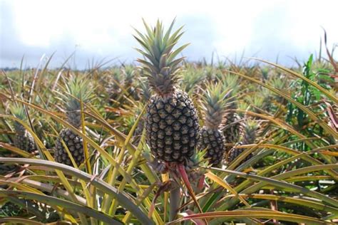 Pineapple Farms In Nigeria Pineapple Farmers Ez Farming