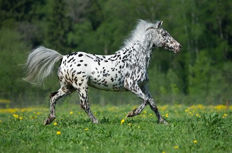 How Many Breeds Of Horses Are There Petsoid