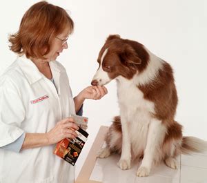 Shop allivet trusted pet pharmacy for huge savings. Top 10 Poisonous Foods For Your Cat - SgForums.com