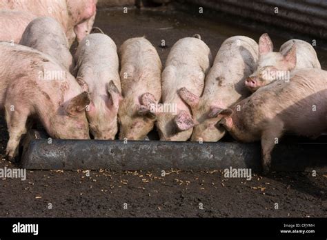 Farm Pigs Trough Uk Hi Res Stock Photography And Images Alamy