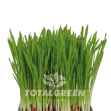 Cats Grass Grow Kit Instructions Totalgreen Holland