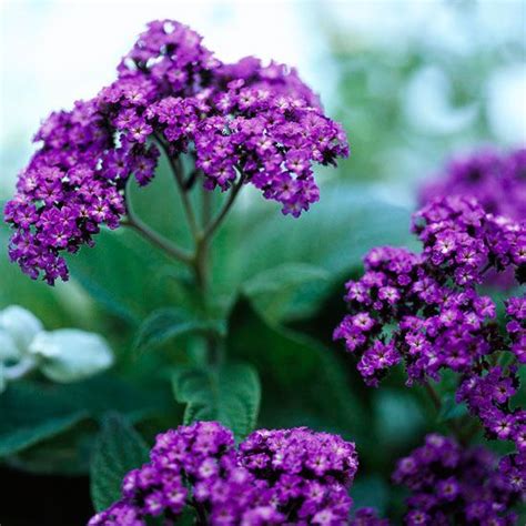 While perennials grow back every spring, some plants only last for a single growing another example in this category is annual purple larkspur, a tall and elegant plant with spiky blooms. Top Annuals for Fragrant Flowers | Gardens, Like you and ...