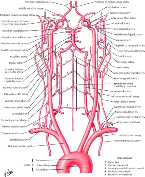 Veins mostly follow the arteries, so there is no need to go into each branch. Arteries Supplement Of The Neck And Head Anatomy In Detail