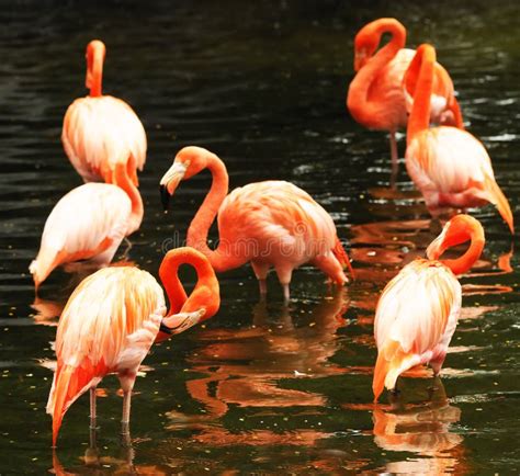 The Flock Of Pink Flamingo Stock Photo Image Of Kenya