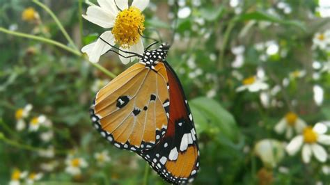 Stratford Upon Avon Butterfly Farm Places To Go Lets Go With The