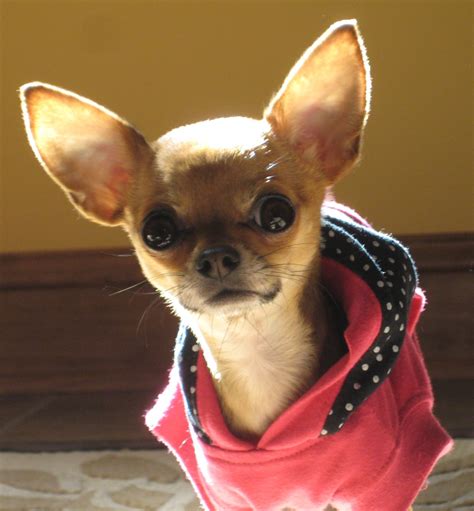 Cachorro Chihuahua Zero Pets Lovers