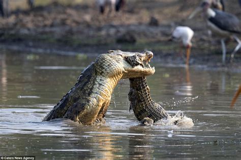 Giant Reptile Devours Smaller Rival After Epic Battle Pictured By Jens Cullman Daily Mail Online