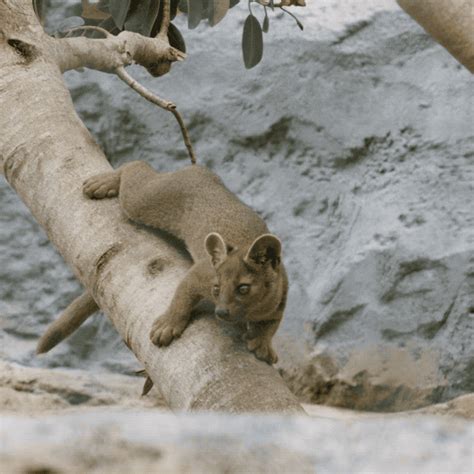 Happy Baby Animals  By San Diego Zoo Find And Share On Giphy