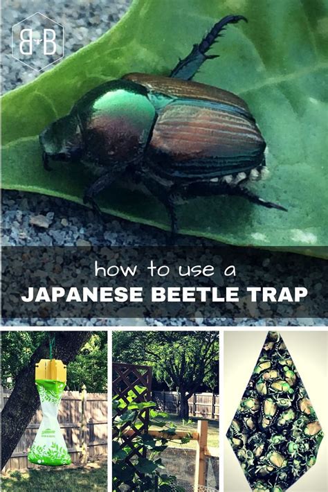 How To Use Japanese Beetle Traps Bee And Basil