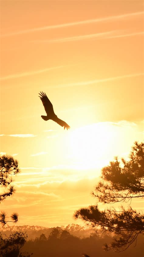 2160x3840 Eagle Flying Towards Sunset 5k Sony Xperia Xxzz5 Premium Hd