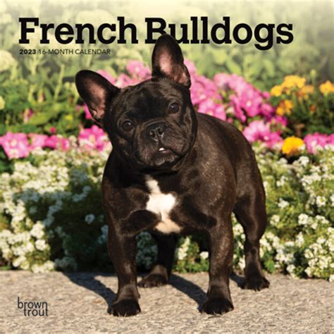 French Bulldogs 2023 Mini Wall Calendar Browntrout Dogdays 2023