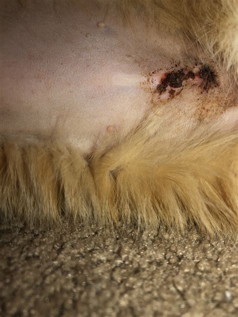 The incision is closed with stitches under the skin that will dissolve and be absorbed by the body over time. Opinions On Spay Incision? | TheCatSite