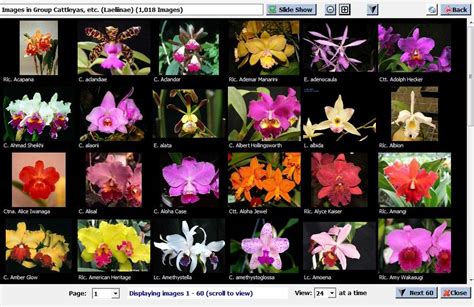 Orchid Identification Chart