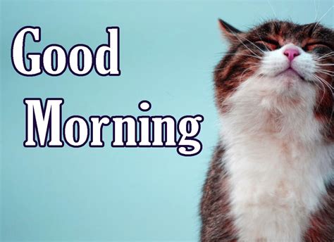 189 Animal Good Morning Images Photo Pictures Download