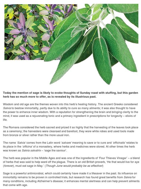 Salvia Officinalis Sage Herbal Clinic Swansea