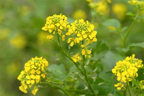 Profitable Mustard Crop Cultivation Varieties Selection