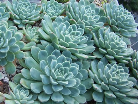 Water Wise Succulents For Low Maintenance Gardens Pacific Nurseries