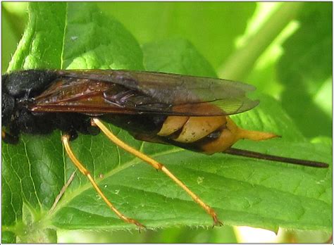 Symphyta Urocerus Gigas Giant Wood Wasp Giant Horntail