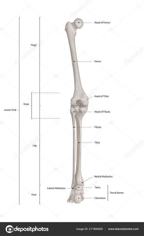 Human Leg Bone Anatomy Infographic Diagram Human Skeleton Lower Limb