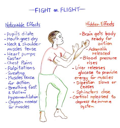 Fight Flight Freeze Diagram Fightorflight2 Cycles And Patterns