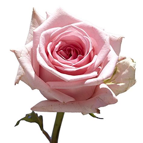 Pink Roses 50 Fresh Flowers Beautiful T Next Day Delivery