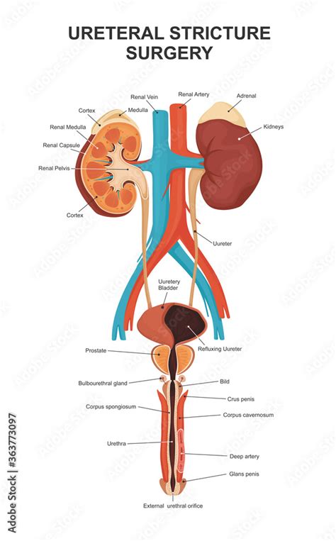 Male Urinary System Diagram