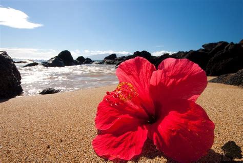 Hibiscus Ocean In 2020 Hawaii Flowers Hibiscus Flowers