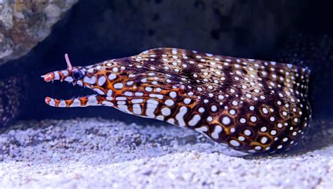 Dragon Moray Eel Echelycore Pardalis Ultimate Care Guide Fish