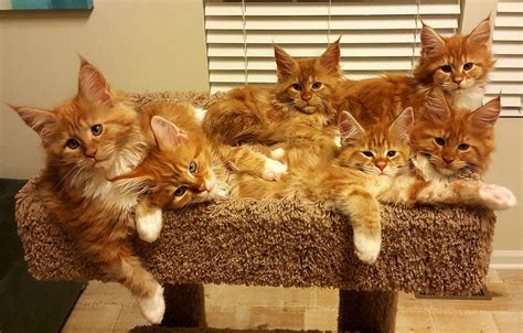 Our lovely family of indoor cats are looking for lovely families for when these bundles of joy are ready to move in with their new forever families. Maine Coon Cats For Sale | Kansas Avenue, KS #250139