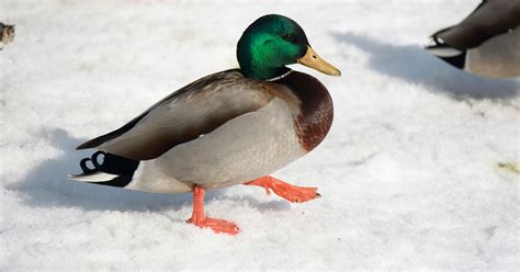 What Swims Like A Duck And Quacks Like A Duck Could Be A