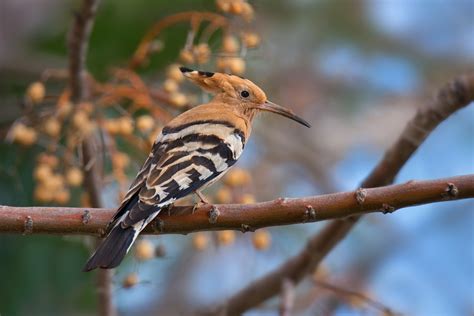10 Facts You Did Not Know About The Hoopoe Bird Judaica In The Spotlight