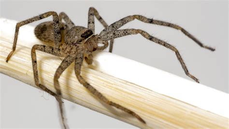 Venomous Brown Recluse Spider Crawls Into Womans Ear Live Science