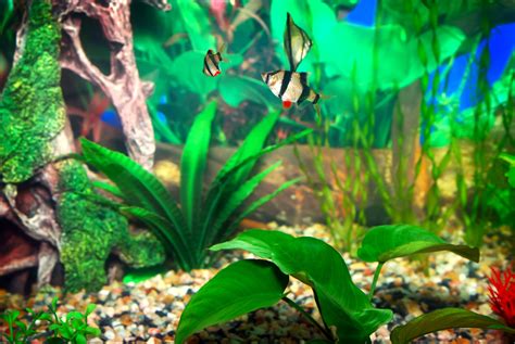 Nitrate Poisoning In Freshwater Aquarium Fish