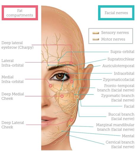 Map Of Nerves In Face World Map