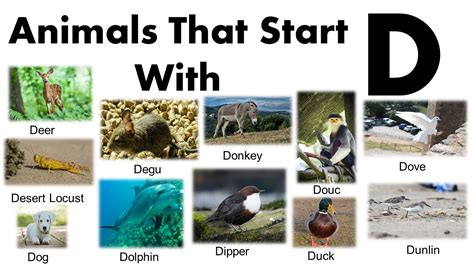 Amazing Animals Starting With D Facts And Images Grammarvocab