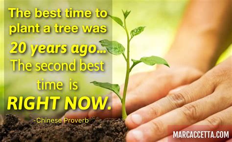 Best Time To Plant A Tree Quote Shortquotescc