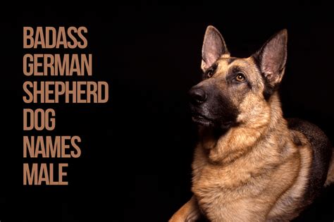 Badass Dog Names For German Shepherds 257 With Video Petshoper