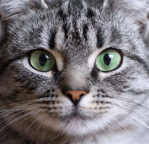 Close Up Portrait Of Beautiful American Shorthair Cat With Green Eyes