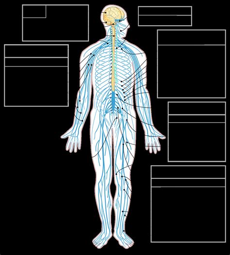 You can edit this venn diagram using creately diagramming tool and include in your report/presentation/website. Nervous System Diagram - exatin.info
