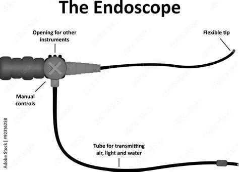 The Endoscope Labelled Diagram Stock Illustration Adobe Stock