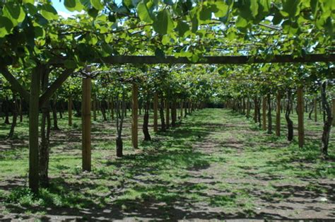 The beauty of himachal pradesh has inspired many poets, painters, and writers over the period. Jammu and Kashmir Medicinal Plants Introduction Centre: kiwi plantation in Uttarakhand-India