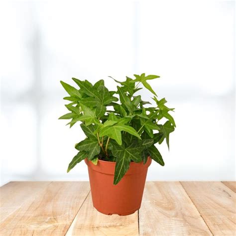 Green California English Ivy Live Plant With A 4 Etsy