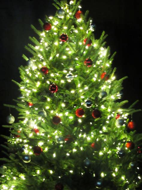 460 Outdoor Lighted Christmas Tree Stock Photos Free And Royalty Free