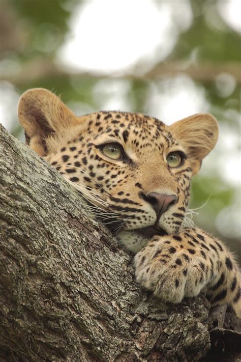 Leopard By Ryan Jack 500px Wild Cats Animals Beautiful Animals Wild