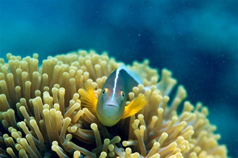 Wallpaper Animals Underwater Coral Reef Habitat