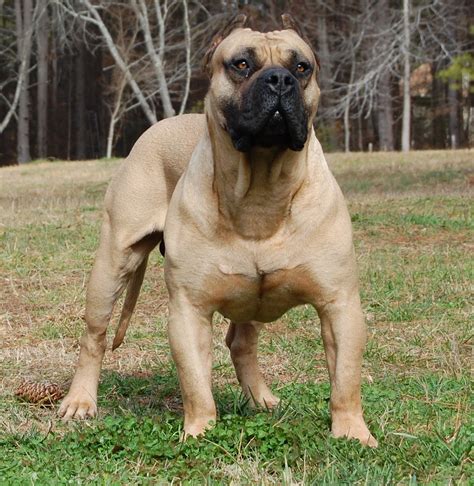 Boerboel Information Health Pictures And Training Pet Paw