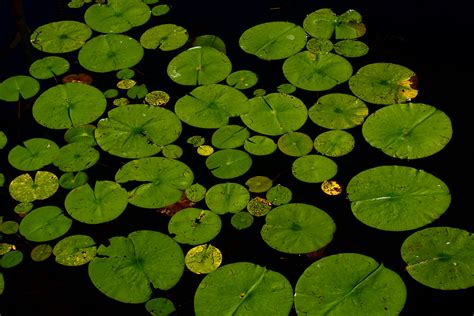 Free Images Leaf Flower Lake Pond Green Botany Flora Clover