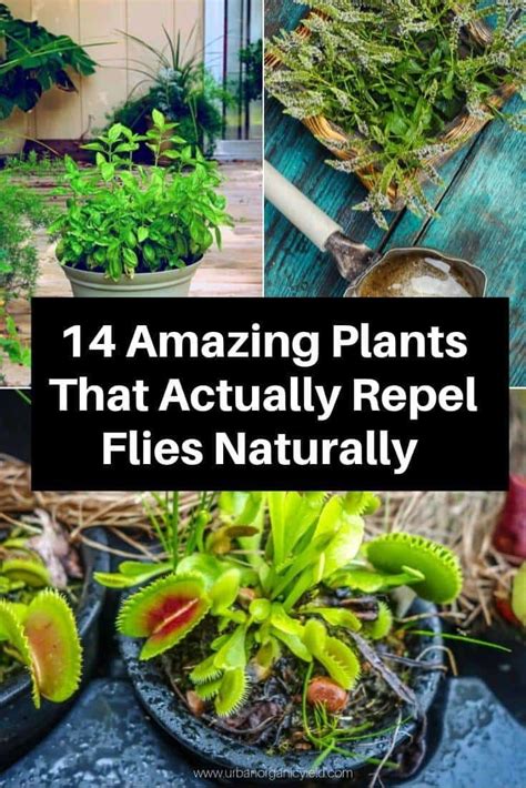 Check Out These Flies Repellent Plants Instead To Help You In Repelling