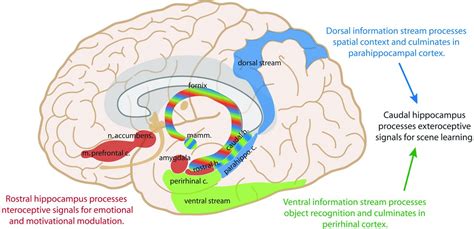 Memory Part 2 The Role Of The Medial Temporal Lobe American Journal